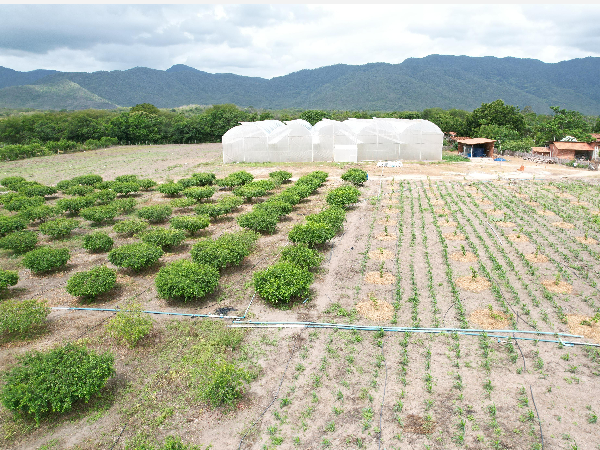 Programa de Aquisição de Alimentos está com inscrições abertas para os agricultores